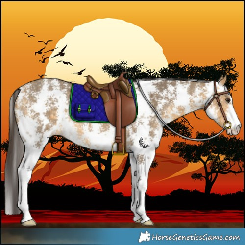 Horse Color:Buckskin Dun Sabino Rabicano 