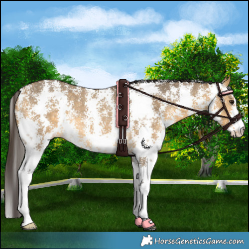 Horse Color:Buckskin Dun Sabino Rabicano