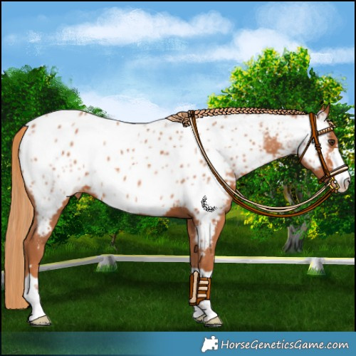 Horse Color:Chestnut Appaloosa