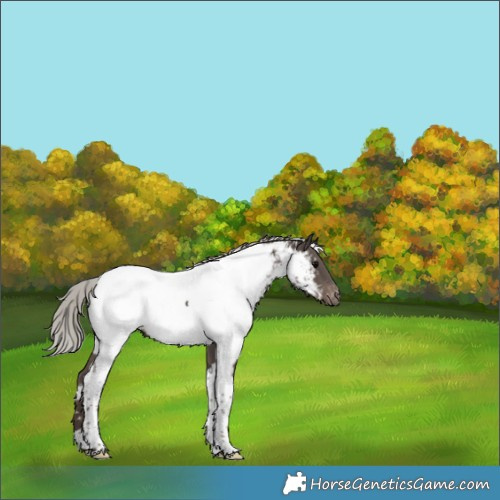 Horse Color:White Spotted Silver Black Tobiano Appaloosa 