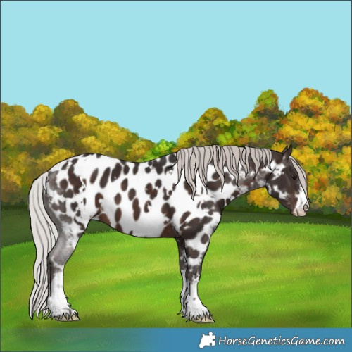 Horse Color:White Spotted Silver Brown Appaloosa 