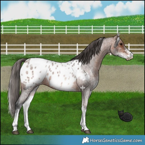 Horse Color:White Spotted Brown Roan Appaloosa 