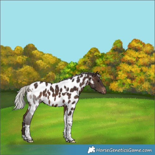 Horse Color:Silver Brown Tobiano Appaloosa 