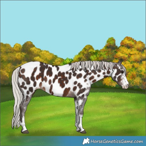 Horse Color:Silver Brown Sabino Tobiano Appaloosa 