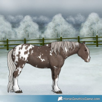 Horse Color:White Spotted Silver Black Appaloosa