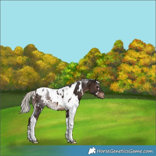 Horse Color:White Spotted Silver Brown Tobiano Appaloosa 