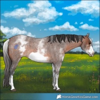 Horse Color:White Spotted Brown Roan Frame 