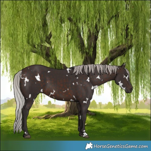 Horse Color:White Spotted Silver Brown 