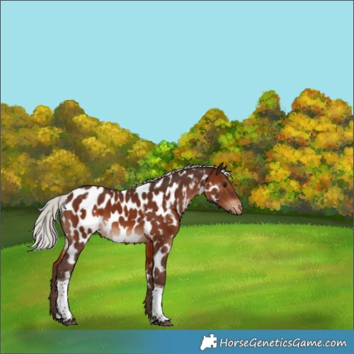 Horse Color:White Spotted Silver Brown Tobiano Appaloosa 