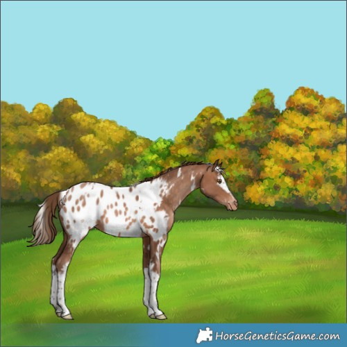 Horse Color:White Spotted Brown Pearl Appaloosa 