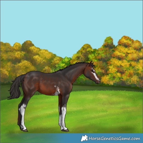 Horse Color:White Spotted Brown 