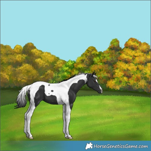 Horse Color:Liver Chestnut Tobiano 