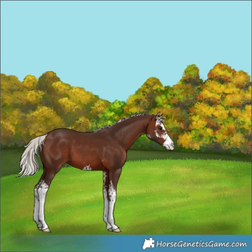 Horse Color:Silver Brown Sabino 