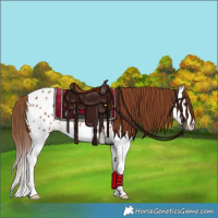 Horse Color:Chestnut Splash Appaloosa Rabicano 