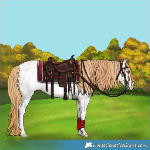 Horse Color:Buckskin Pearl Sabino Frame Appaloosa Rabicano 