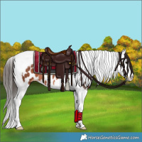 Horse Color:Bay Splash Tobiano Appaloosa Rabicano 