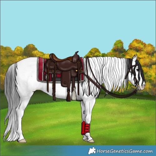 Horse Color:Black Splash Tobiano Rabicano 