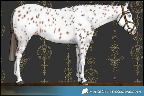 Horse Color:Bay Splash Appaloosa Rabicano 