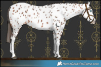 Horse Color:Bay Splash Near Leopard Rabicano 