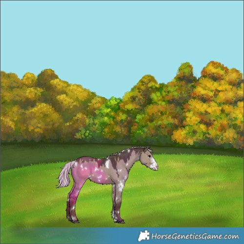 Horse Color:White Spotted Silver Grullo Sabino 