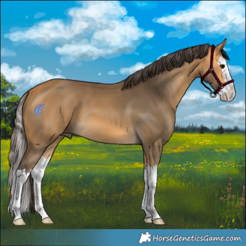 Horse Color:Buckskin Splash 