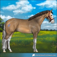 Horse Color:Buckskin Splash 