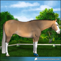 Horse Color:Buckskin Splash 