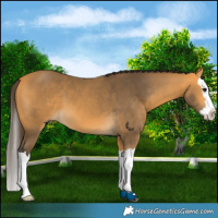 Horse Color:Buckskin Splash