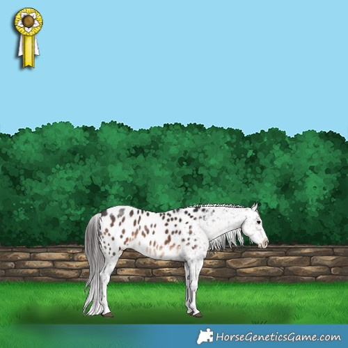 Horse Color:Brown Sabino Appaloosa 