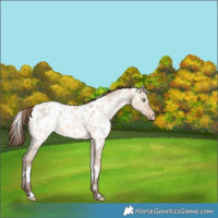 Horse Color:White Spotted Amber Champagne Dun Appaloosa Rabicano 