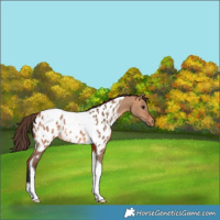 Horse Color:Bay Dun Tobiano Near Leopard Rabicano 