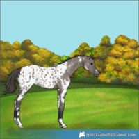 Horse Color:White Spotted Grullo Near Leopard Rabicano 