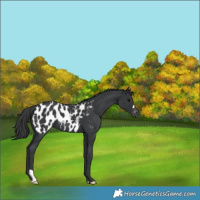 Horse Color:Black Appaloosa