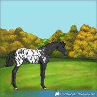 Horse Color:Black Near Leopard 