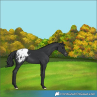 Horse Color:Black Appaloosa