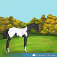 Horse Color:Black Appaloosa