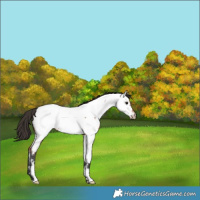 Horse Color:Bay Roan Near Fewspot 