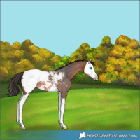 Horse Color:Bay Roan Splash Snowcap 