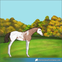 Horse Color:Bay Roan Splash Near Fewspot 