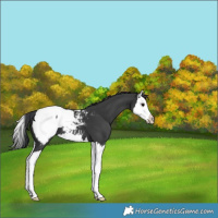 Horse Color:Black Splash Snowcap 