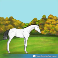 Horse Color:Black Splash Appaloosa Rabicano 