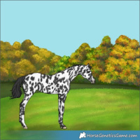 Horse Color:Black Appaloosa