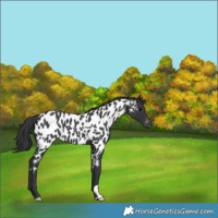 Horse Color:Black Appaloosa