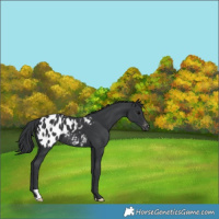 Horse Color:Black Appaloosa