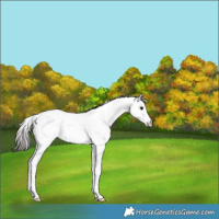 Horse Color:Bay Splash Fewspot 