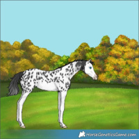 Horse Color:Black Splash Near Leopard 