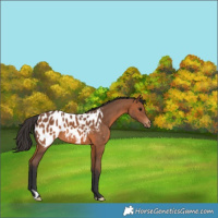 Horse Color:Bay Appaloosa 