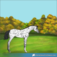 Horse Color:Blue Ice Roan Appaloosa 