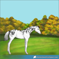 Horse Color:Black Splash Appaloosa Rabicano 