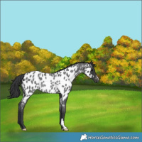 Horse Color:Blue Roan Near Leopard Rabicano 